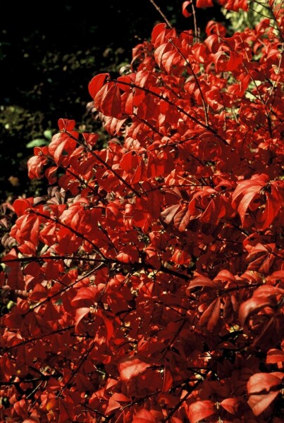 Euonymus alatus 'Compactus' C2 20-30