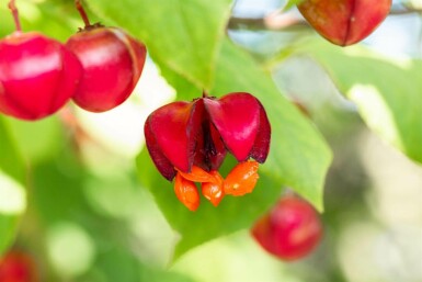 Euonymus europaeus 'Red Cascade' C12 125-150