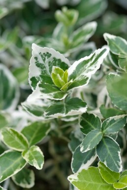 Euonymus fortunei 'Emerald Gaiety' P15 20-30
