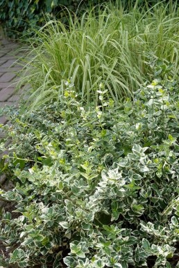 Euonymus fortunei 'Emerald Gaiety' P15 20-30