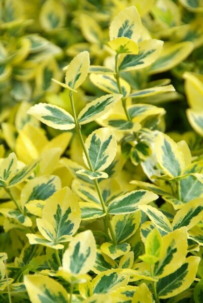 Euonymus fortunei 'Emerald 'n Gold' P9 5-10