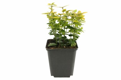 Euonymus fortunei 'Emerald 'n Gold' P9 5-10