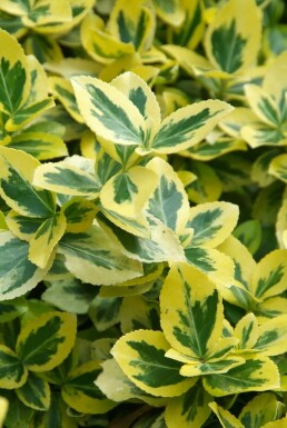 Euonymus fortunei 'Emerald 'n Gold' P9 5-10