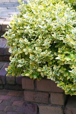 Euonymus fortunei 'Emerald 'n Gold' P9 5-10
