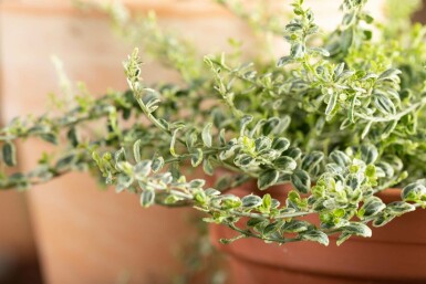 Euonymus fortunei 'Silver Carpet' C2 20-30