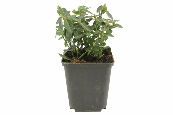 Euonymus fortunei var. radicans P9 5-10
