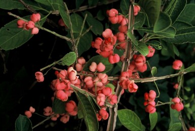 Euonymus phellomanus C12 40-60