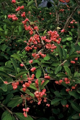 Euonymus phellomanus C12 40-60
