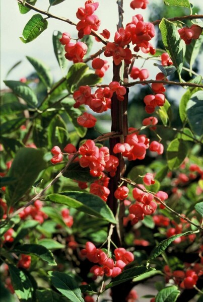 Euonymus phellomanus C12 60-80