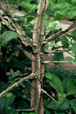 Euonymus phellomanus C12 60-80