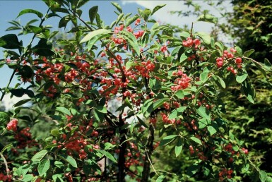Euonymus phellomanus C12 60-80