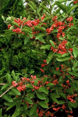 Euonymus phellomanus C12 60-80