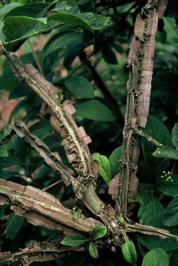 Euonymus phellomanus C12 60-80
