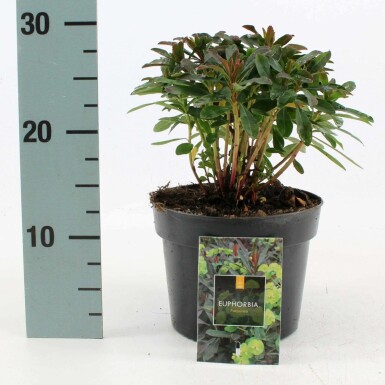 Euphorbia amygdaloides 'Purpurea' Mandeltörel 10-15 i kruka C2 Euphorbia amygdaloides 'Purpurea'