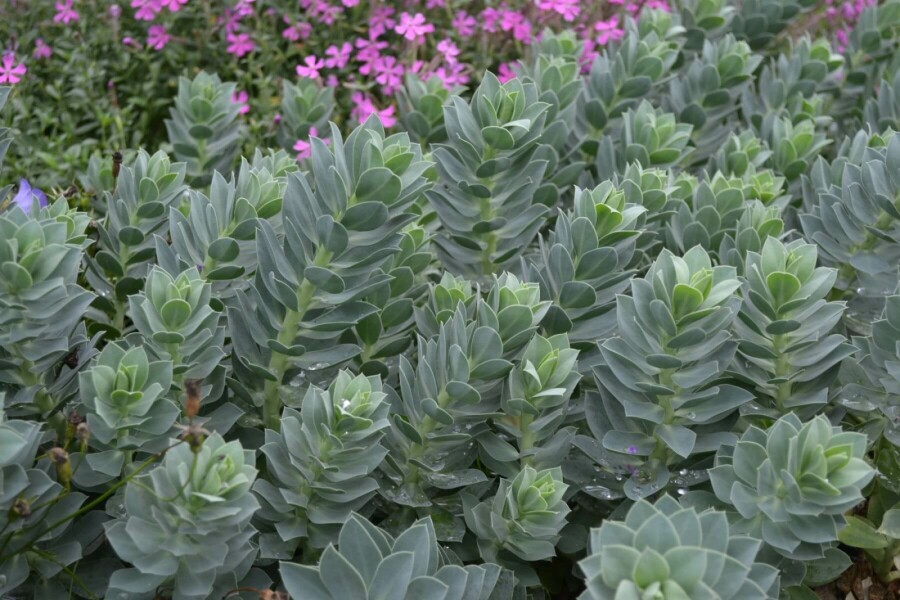 Euphorbia myrsinites Myrtentörel 5-10 i kruka P9 Euphorbia myrsinites