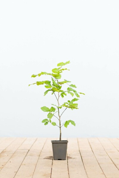 Fagus sylvatica Bok 30-40 i kruka P9 Fagus sylvatica P9 30-40 cm