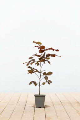 Fagus sylvatica 'Atropunicea' Purple beech 40-60 i kruka P9 Fagus sylvatica 'Atropunicea' P9 40-60 cm