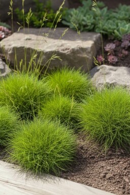 Festuca gautieri 'Pic Carlet' Björnsvingel 5-10 i kruka P9 Festuca gautieri 'Pic Carlet'