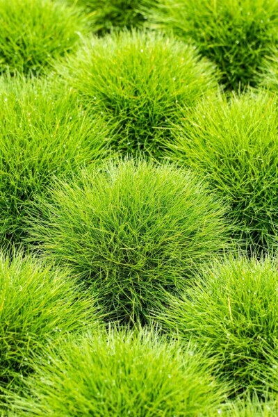 Festuca gautieri Björnsvingel 5-10 i kruka P9 Festuca gautieri