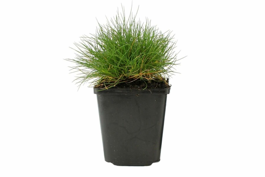 Festuca gautieri Björnsvingel 5-10 i kruka P9 Festuca gautieri