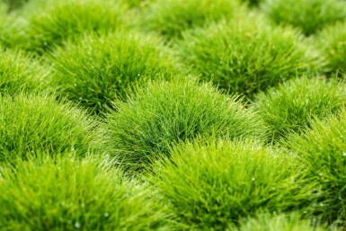 Festuca gautieri Björnsvingel 5-10 i kruka P9 Festuca gautieri