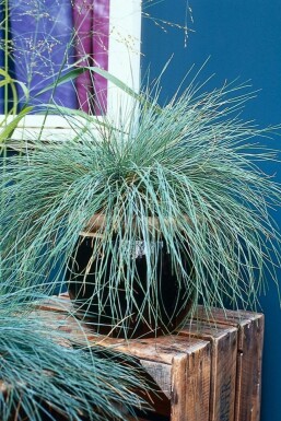 Festuca glauca Blåsvingel 5-10 i kruka P9 Festuca glauca