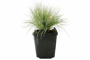 Festuca glauca Blåsvingel 5-10 i kruka P9 Festuca glauca