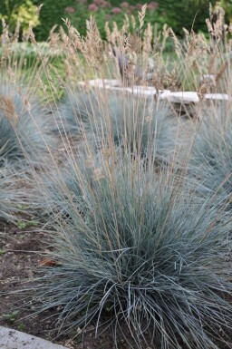 Festuca glauca 'Elijah Blue' Blåsvingel 10-15 i kruka C2 Festuca glauca 'Elijah Blue'