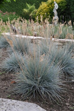 Festuca glauca 'Elijah Blue' Blåsvingel 10-15 i kruka C2 Festuca glauca 'Elijah Blue'