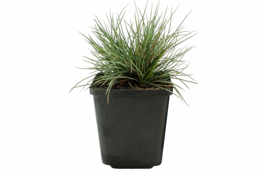 Festuca glauca 'Elijah Blue' Blåsvingel 5-10 i kruka P9 Festuca glauca 'Elijah Blue'