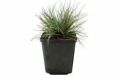 Festuca glauca 'Elijah Blue' Blåsvingel 5-10 i kruka P9 Festuca glauca 'Elijah Blue'