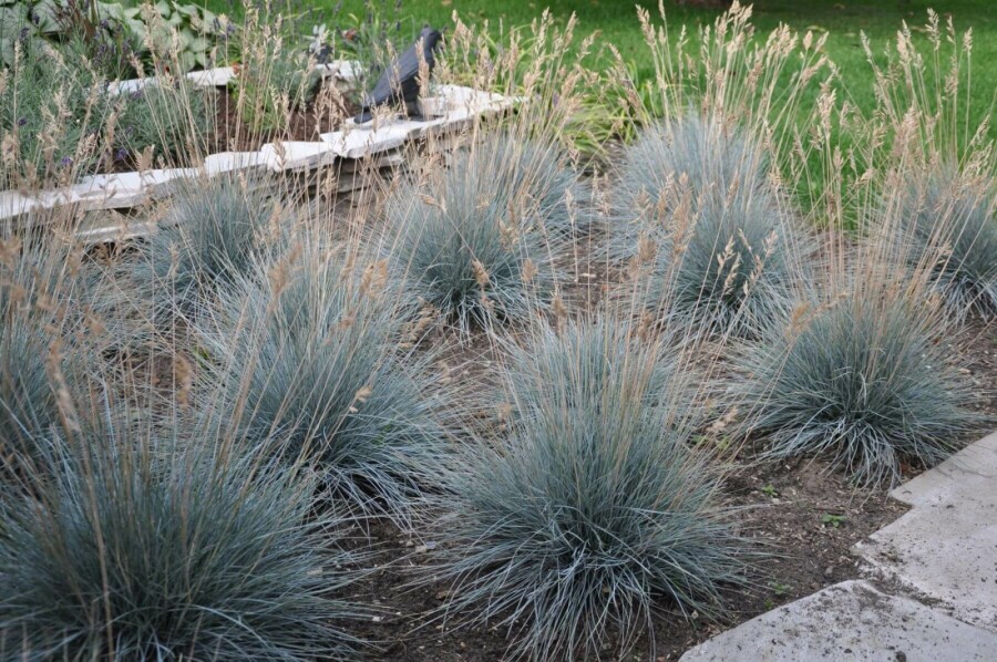 Festuca glauca 'Elijah Blue' Blåsvingel 5-10 i kruka P9 Festuca glauca 'Elijah Blue'