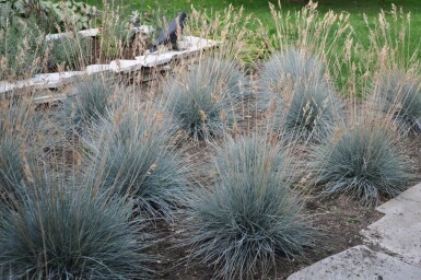 Festuca glauca 'Elijah Blue' Blåsvingel 5-10 i kruka P9 Festuca glauca 'Elijah Blue'