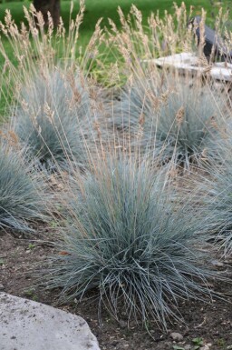 Festuca glauca 'Elijah Blue' Blåsvingel 5-10 i kruka P9 Festuca glauca 'Elijah Blue'