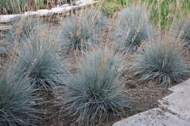 Festuca glauca 'Elijah Blue' Blåsvingel 5-10 i kruka P9 Festuca glauca 'Elijah Blue'