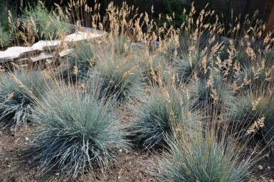 Festuca glauca 'Elijah Blue' Blåsvingel 5-10 i kruka P9 Festuca glauca 'Elijah Blue'