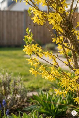 Forsythia intermedia 'Spectabilis' buske 100-120 cm