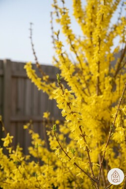 Forsythia intermedia 'Weekend' buske 100-120 cm