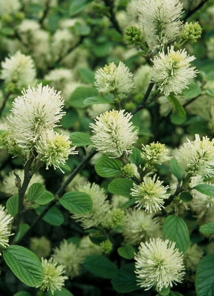 Fothergilla major C2 20-30