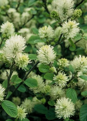 Fothergilla major C2 20-30