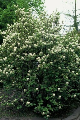 Fothergilla major C2 20-30