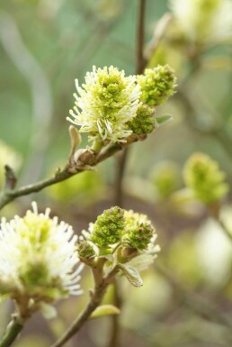 Fothergilla major C2 20-30