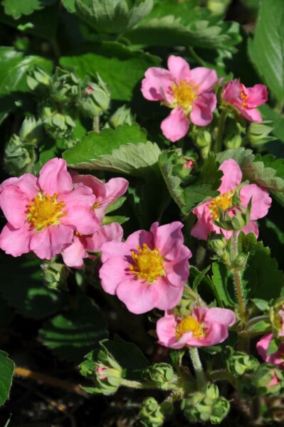 Fragaria 'Lipstick' Smultronsläktet 5-10 i kruka P9 Fragaria 'Lipstick'