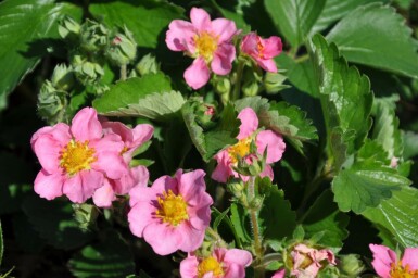 Fragaria 'Lipstick' Smultronsläktet 5-10 i kruka P9 Fragaria 'Lipstick'