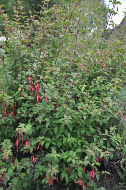 Fuchsia magellanica 'Gracilis' Scharlakansfuchsia 5-10 i kruka P9 Fuchsia magellanica 'Gracilis'