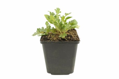 Gaillardia 'Bijou' Kokardblomstersläktet 5-10 i kruka P9 Gaillardia 'Bijou'