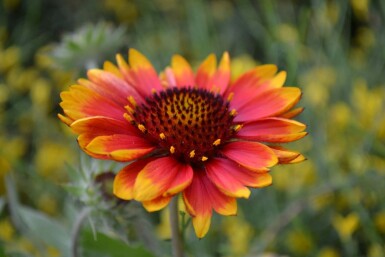 Gaillardia 'Kobold' Kokardblomstersläktet 5-10 i kruka P9 Gaillardia 'Kobold'