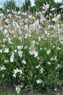 Gaura lindheimeri 'Whirling Butterflies' Sommarljus 5-10 i kruka P9 Gaura lindheimeri 'Whirling Butterflies'