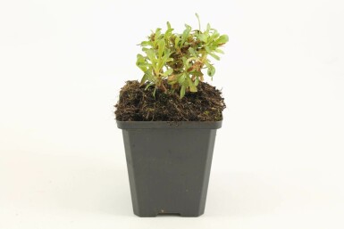 Gaura lindheimeri 'Whirling Butterflies' Sommarljus 5-10 i kruka P9 Gaura lindheimeri 'Whirling Butterflies'