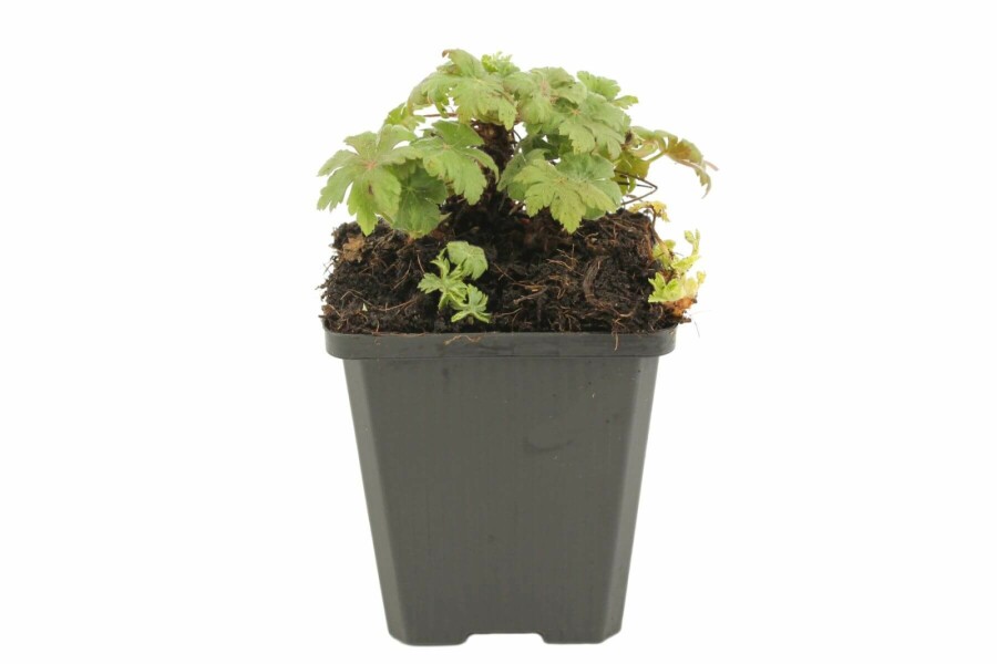 Geranium macrorrhizum 'Spessart' Flocknäva 5-10 i kruka P9 Geranium macrorrhizum 'Spessart'